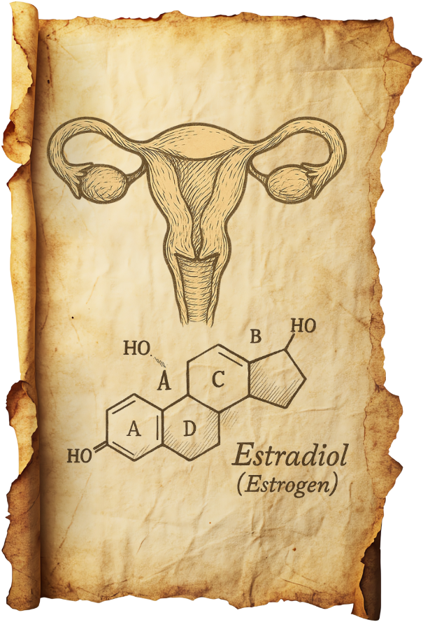 Estradiol diagram